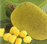 Credit: Fairchild Tropical Botanical Garden Jackfruit