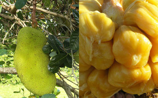 Credit: Fairchild Tropical Botanical Garden Jackfruit and prepared fruit