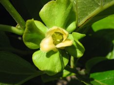 'Jiro' flower