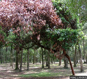 Redbay with Purple Crown, symptom of Laurel Wilt Disease