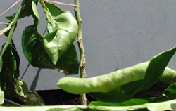 Credit: Julian W. Sauls, Aggie Horticulture®, Texas A&M AgriLife Extension Live bud ready to be forced