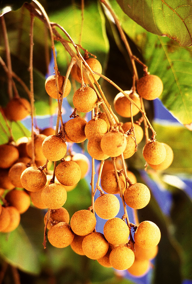 Credit: Scott Bauer, USDA Agricultural Research Service Longans, Dimocarpus longan