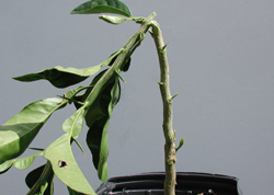 Credit: Julian W. Sauls, Aggie Horticulture®, Texas A&M AgriLife Extension Bud forcing by lopping
