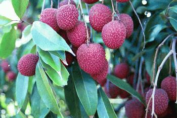 Credit: Bill Mee & Krystal Folino Brewster Lychee Cluster