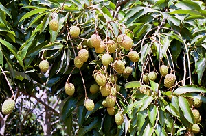 Credit: Bill Mee and Krystal Folino Mauritius Clusters Turning Pink