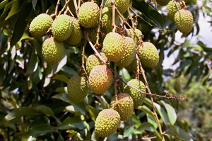 Credit: Bill Mee and Krystal Folino Up Close Look at Ripening Mauritius Fruit