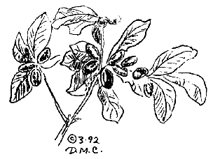 Credit: © 1992 Donna McVicar Cannon, Quisqualis Illustration by Donna McVicar Cannon