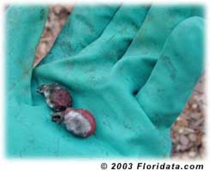Credit: © 2003 Floridata.com The fleshy pulp was not removed from these seeds and is now being attacked by fungus.