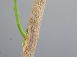 Credit: Julian W. Sauls, Aggie Horticulture®, Texas A&M AgriLife Extension Bud forcing by notching
