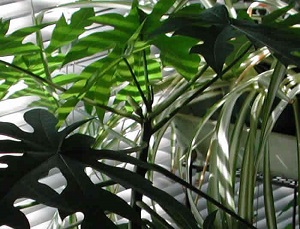 Credit: The Mary T. and Frank L. Hoffman Family Foundation Flower buds growing from the papaya tree's leaf axils at the top of the tree