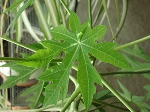 Credit: The Mary T. and Frank L. Hoffman Family Foundation Leaf