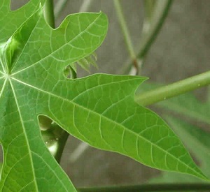 Credit: The Mary T. and Frank L. Hoffman Family Foundation closer look at the veining and other details of the leaf construction