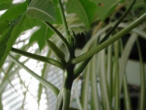 Credit: The Mary T. and Frank L. Hoffman Family Foundation Another look at the flower buds that grow from the leaf axil
