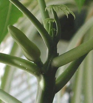 Credit: The Mary T. and Frank L. Hoffman Family Foundation New leaves sprouting