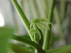 Credit: The Mary T. and Frank L. Hoffman Family Foundation Another look at the newly sprouting leaves