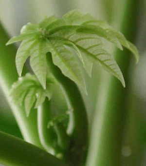 Credit: The Mary T. and Frank L. Hoffman Family Foundation Close up look