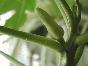 Credit: The Mary T. and Frank L. Hoffman Family Foundation Mature papaya flower bud