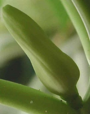 Credit: The Mary T. and Frank L. Hoffman Family Foundation This is a close up look at the mature papaya flower bud