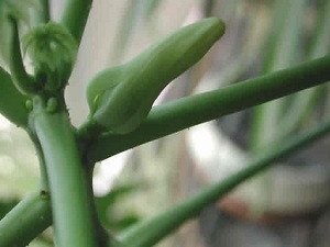 Credit: The Mary T. and Frank L. Hoffman Family Foundation The papaya flower bud begins to open.