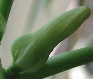 Credit: The Mary T. and Frank L. Hoffman Family Foundation This is a close up look at the papaya flower bud as it begins to open.