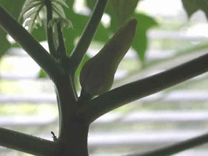 Credit: The Mary T. and Frank L. Hoffman Family Foundation This is another photo of the budding papaya tree.