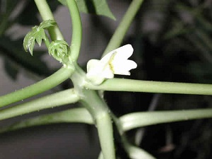 Credit: The Mary T. and Frank L. Hoffman Family Foundation And then, the next day, the papaya flower burst into bloom.
