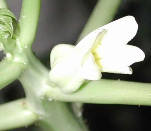 Credit: The Mary T. and Frank L. Hoffman Family Foundation This is a close up look at the papaya flower.