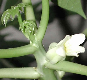 Credit: The Mary T. and Frank L. Hoffman Family Foundation This is a close up look at the top of the papaya tree with its new leaves and flower.