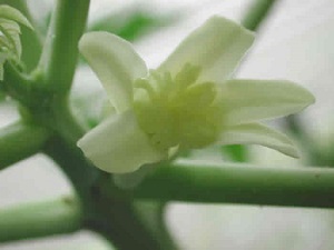 Credit: The Mary T. and Frank L. Hoffman Family Foundation Fully matured papaya flower
