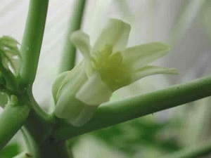 Credit: The Mary T. and Frank L. Hoffman Family Foundation This is another view of the mature papaya flower.