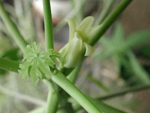 Credit: The Mary T. and Frank L. Hoffman Family Foundation New leaf growth and the flower