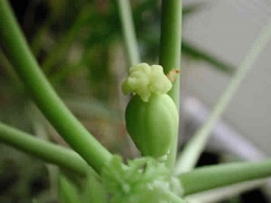 Credit: The Mary T. and Frank L. Hoffman Family Foundation The papaya flower has mostly fallen away, and the ovary is beginning to swell into the fruit