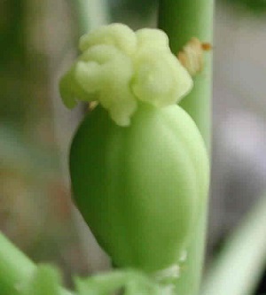 Credit: The Mary T. and Frank L. Hoffman Family Foundation This is a closer look at newly developing papaya fruit.