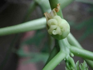 Credit: The Mary T. and Frank L. Hoffman Family Foundation In this photo, we are looking straight down at the newly developing papaya fruit.