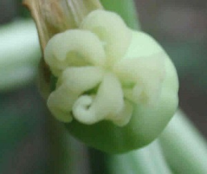 Credit: The Mary T. and Frank L. Hoffman Family Foundation This is a close up top view of a newly developing papaya fruit.