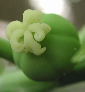 Credit: The Mary T. and Frank L. Hoffman Family Foundation We can see the five pistils still clinging to the top