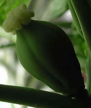 Credit: The Mary T. and Frank L. Hoffman Family Foundation This is a close up silhouette look at the swollen papaya ovary.