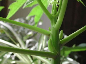 Credit: The Mary T. and Frank L. Hoffman Family Foundation More flower buds began to develop in the upper leaf axils