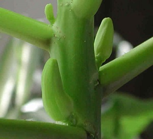Credit: The Mary T. and Frank L. Hoffman Family Foundation This is a closer look at the newly developing papaya buds.