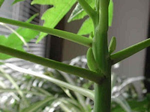 Credit: The Mary T. and Frank L. Hoffman Family Foundation This is another look at the newly developing papaya flower buds.
