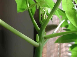 Credit: The Mary T. and Frank L. Hoffman Family Foundation There are almost always new flower buds developing on the papaya tree.