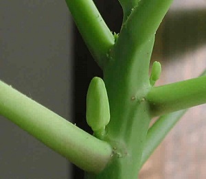 Credit: The Mary T. and Frank L. Hoffman Family Foundation This is a closer look at the newly developing flower buds.