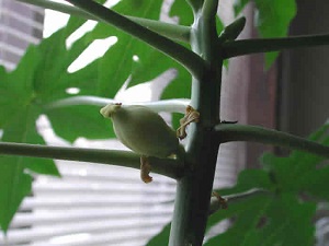 Credit: The Mary T. and Frank L. Hoffman Family Foundation The swollen papaya ovaries never mature into fruit, because they have not been fertilized by the pollen from a male papaya flower