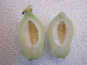 Credit: The Mary T. and Frank L. Hoffman Family Foundation Undeveloped papaya fruit