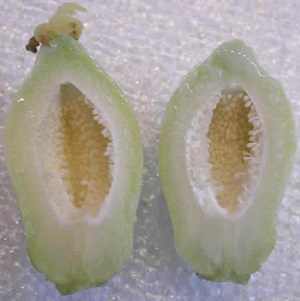 Credit: The Mary T. and Frank L. Hoffman Family Foundation This is a closer look at the undeveloped papaya fruit.