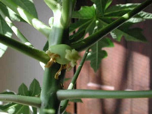Credit: The Mary T. and Frank L. Hoffman Family Foundation The papaya tree continued to grow taller and produce more leaves and flowers.