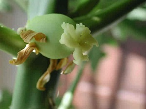 Credit: The Mary T. and Frank L. Hoffman Family Foundation This is another look at the undeveloped papaya fruit.