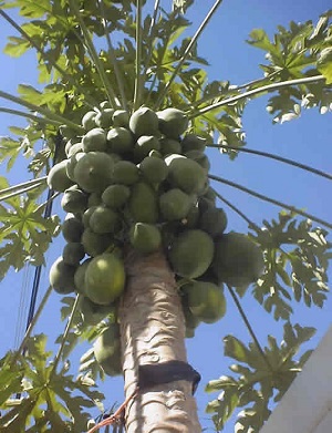 Credit: The Mary T. and Frank L. Hoffman Family Foundation I grew the tree from a seed.