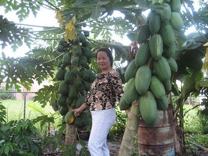 Credit: The Mary T. and Frank L. Hoffman Family Foundation We let them fully ripen on the tree and harvest them when yellow.