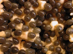 Credit: The Mary T. and Frank L. Hoffman Family Foundation Papaya seeds